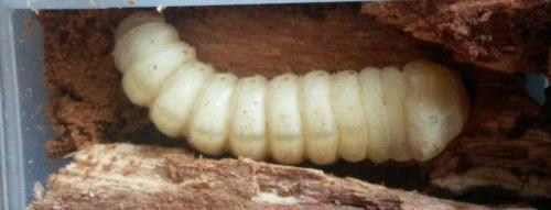 Réf. 186 465 : Aegosoma scabricorne